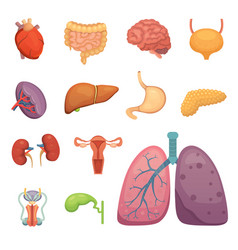 Cartoon human organs set anatomy of body Vector Image