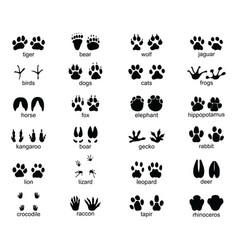 Animal footprints Royalty Free Vector Image - VectorStock