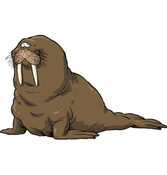 Cartoon walrus Royalty Free Vector Image - VectorStock