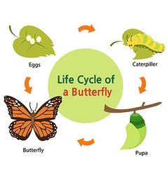 Lifecycle of a turtle Royalty Free Vector Image