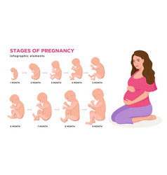 Pregnant woman and embryonic development month by Vector Image