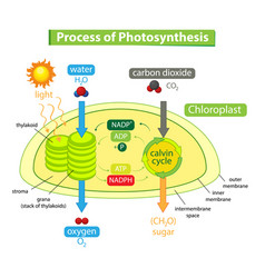 Diagram showing process photosynthesis in plant Vector Image