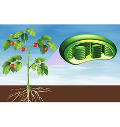 Plant Cell Anatomy Royalty Free Vector Image Vectorstock