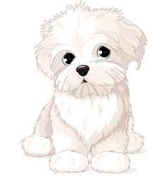 Dog White Puppy Maltese Vector Images (53)