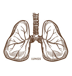 Scientific medical healthy lungs anatomy Vector Image