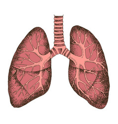 Breath Lung Sketch Vector Images 97