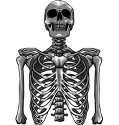 Human skeletons posing isolated over black Vector Image