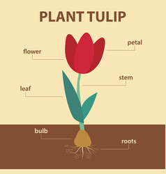 Diagram showing parts of narcissus whole plant Vector Image