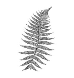 Silhouette sheet fern on white background Vector Image