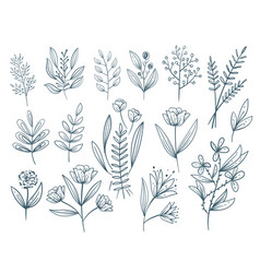 Hand drawn flowers Royalty Free Vector Image - VectorStock