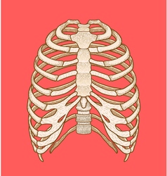 Human rib cage line art style boho Royalty Free Vector Image