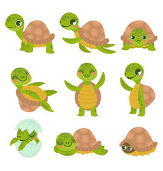 Turtle cartoon hiding in his shell Royalty Free Vector Image