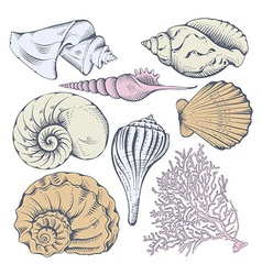 Hand drawn seashell set Royalty Free Vector Image