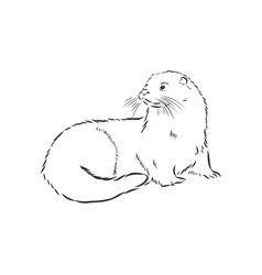 Animal river common otter otter sea otter sketch Vector Image