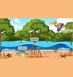 Mangrove forest scene and animals with label name Vector Image