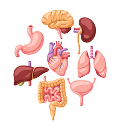 Background with internal organs human body Vector Image