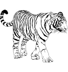 Tiger drawn with ink from the hands Royalty Free Vector