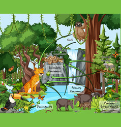 Diagram showing food web in rainforest Royalty Free Vector