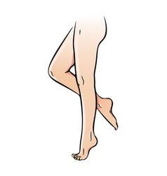 Female legs set Royalty Free Vector Image - VectorStock