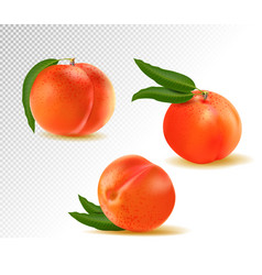 Realistic Detailed 3d Whole Orange And Slice Vector Image realistic-detailed-3d-whole-orange-and-slice-vector-image