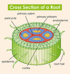 Diagram showing stomata on white background Vector Image