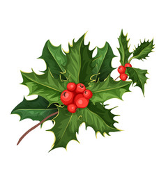 Christmas Holly Mistletoe Ilex Leaves Royalty Free Vector