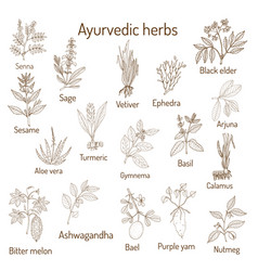 Ayurvedic herbs natural botanical set Royalty Free Vector