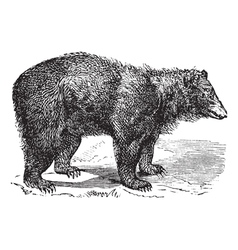 Cinnamon Bear vintage engraving Royalty Free Vector Image