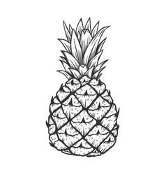 Pineapple fruit Royalty Free Vector Image - VectorStock