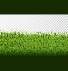 Green grass border set on transparent background Vector Image
