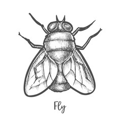 flysketch for mac flysketch for mac
