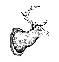 Virginia deer vintage engraving Royalty Free Vector Image