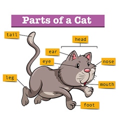 Diagram showing parts cat Royalty Free Vector Image