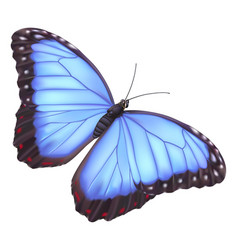 Beautiful Butterfly Exotic Insect Royalty Free Vector Image