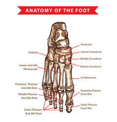 Bones of a human foot Royalty Free Vector Image