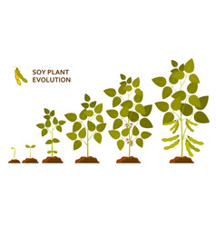 plant soy