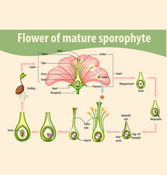 Diagram showing flower of mature sporophyte Vector Image