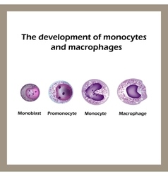 Macrophage Vector Images (over 110)