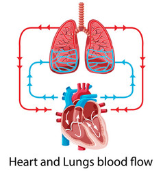 Diagram showing blood flow of the human heart Vector Image