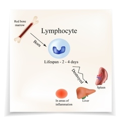 Limbo platelets in the bone marrow Dieback of Vector Image