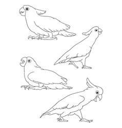 printable triton cockatoo parrot