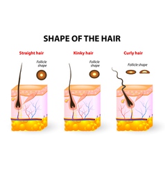 Hair anatomy diagram Royalty Free Vector Image