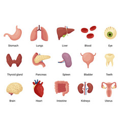 Human organs isolated internal body parts anatomy Vector Image