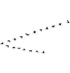 Birds Flying V Vector Images Over 230