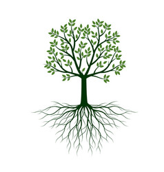 Green tree with leaves and roots outline Vector Image