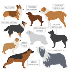 Dog breeds Shepherd dog set icon Flat style Vector Image