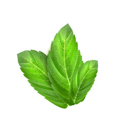 Mint leaves 3d realistic icon Royalty Free Vector Image