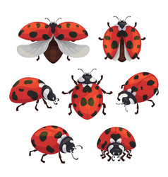 Ladybird Royalty Free Vector Image - VectorStock