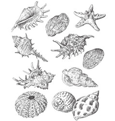 Hand drawing seashells set 1 Royalty Free Vector Image