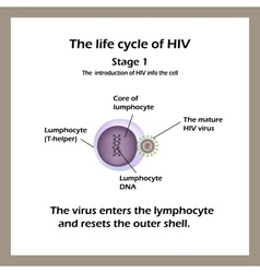 The life cycle of HIV Stage 2 -The viral RNA Vector Image